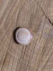 Dřevěný dekorační knoflík 17 mm s krčkem